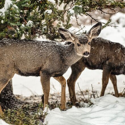 Rehkitz im Winter | © Pixaby