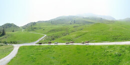 Alp Stätz